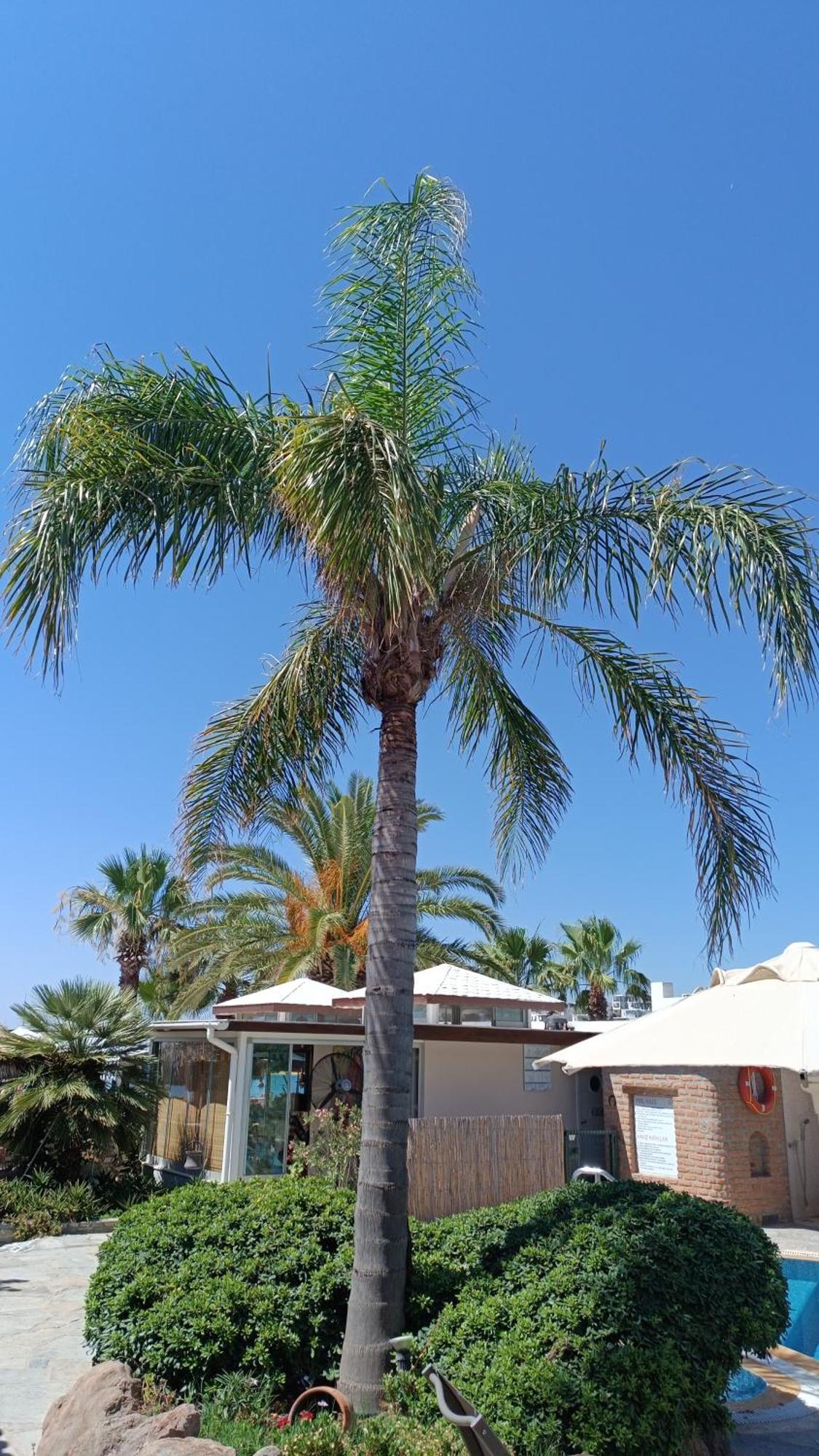 Uzhan Beach Hotel Bitez Exterior photo